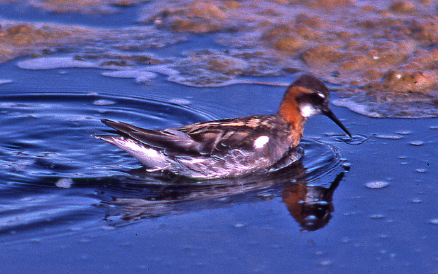 Photo (10): Red-necked Phalarope