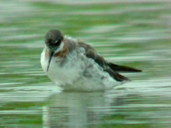 Photo (11): Red-necked Phalarope