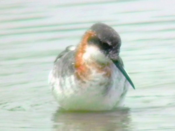 Photo (12): Red-necked Phalarope