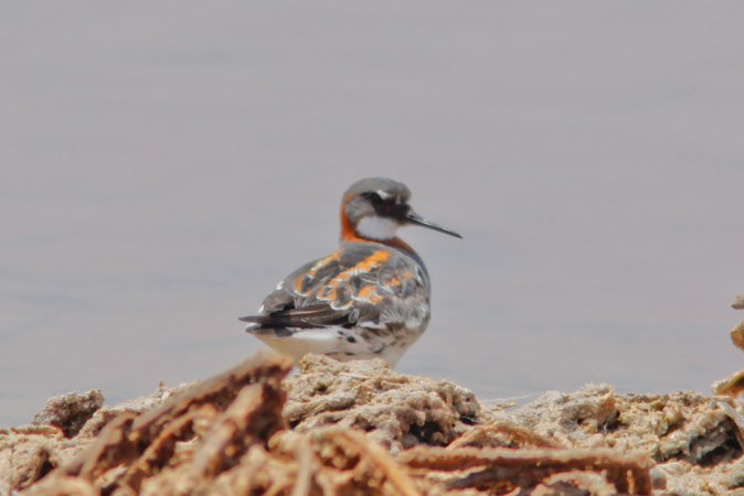 Photo (7): Red-necked Phalarope