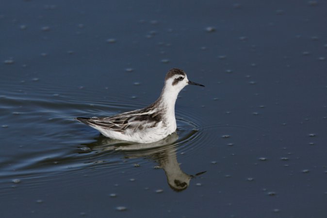 Photo (19): Red-necked Phalarope