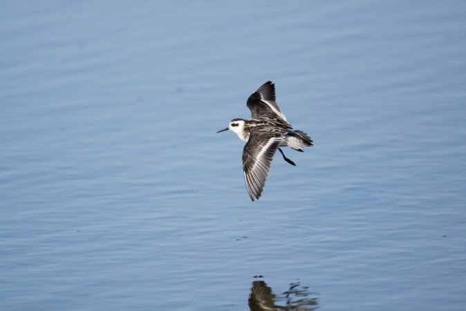 Photo (13): Red-necked Phalarope