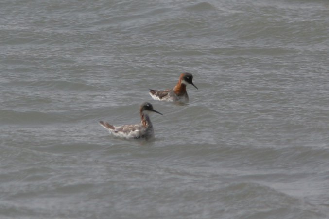Photo (4): Red-necked Phalarope