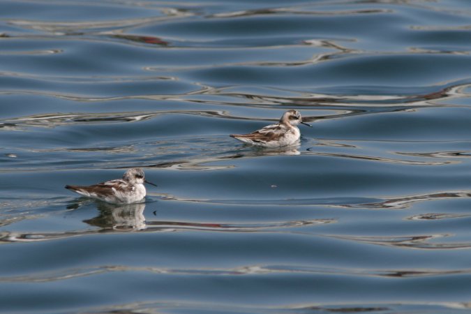 Photo (17): Red-necked Phalarope