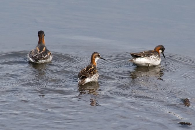 Photo (3): Red-necked Phalarope