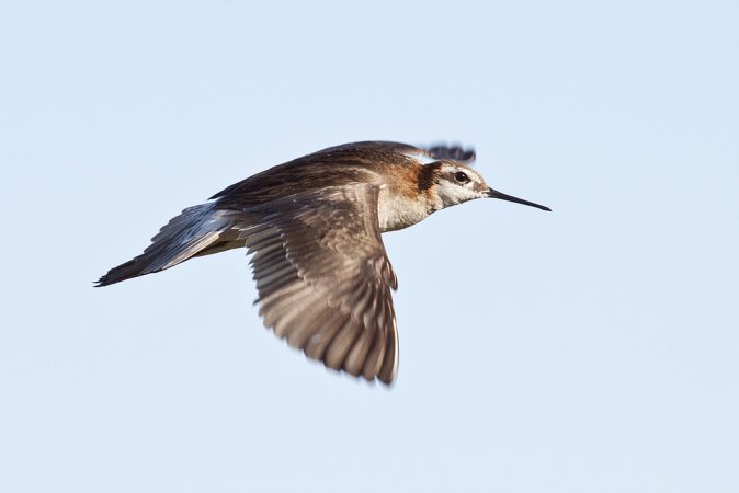 Image (11): Phalarope de Wilson
