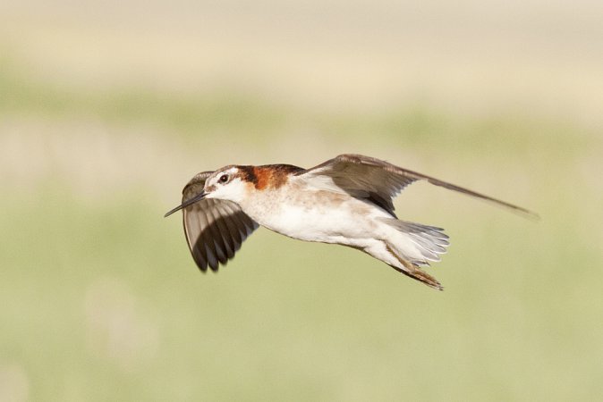 Image (19): Phalarope de Wilson