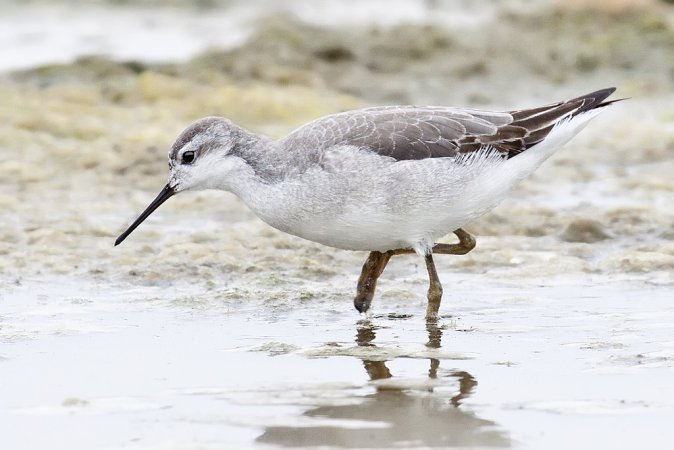 Image (22): Phalarope de Wilson