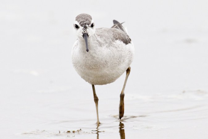 Image (18): Phalarope de Wilson