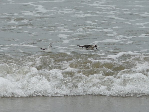 Image (26): Phalarope de Wilson
