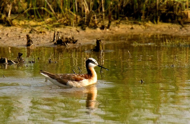 Image (15): Phalarope de Wilson