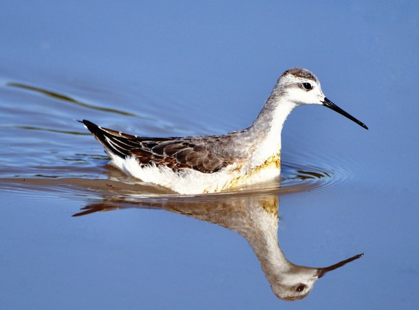 Image (20): Phalarope de Wilson