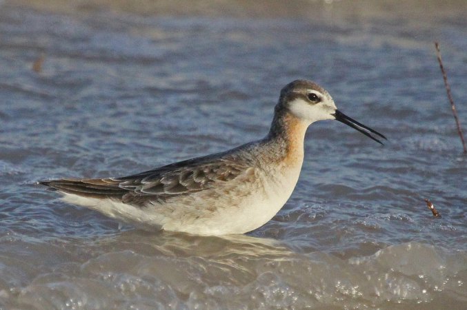 Image (25): Phalarope de Wilson