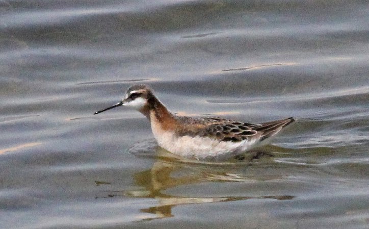 Image (13): Phalarope de Wilson