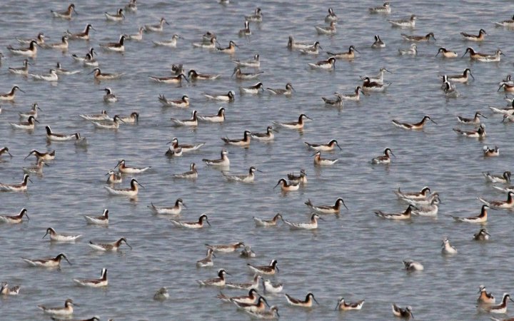 Image (21): Phalarope de Wilson