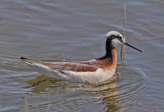 Image (17): Phalarope de Wilson