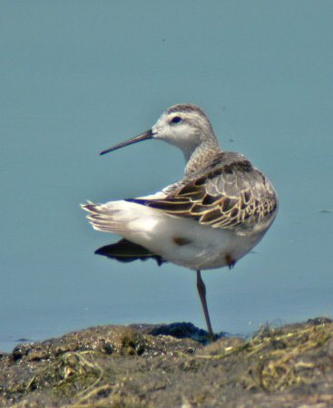 Image (27): Phalarope de Wilson