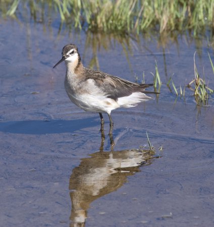 Image (23): Phalarope de Wilson