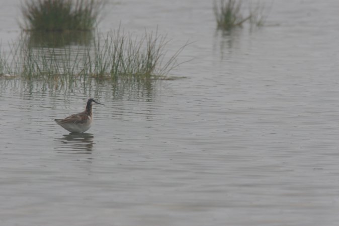 Image (24): Phalarope de Wilson