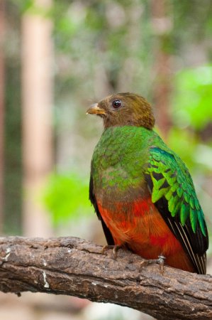 Photo (4): Golden-headed Quetzal
