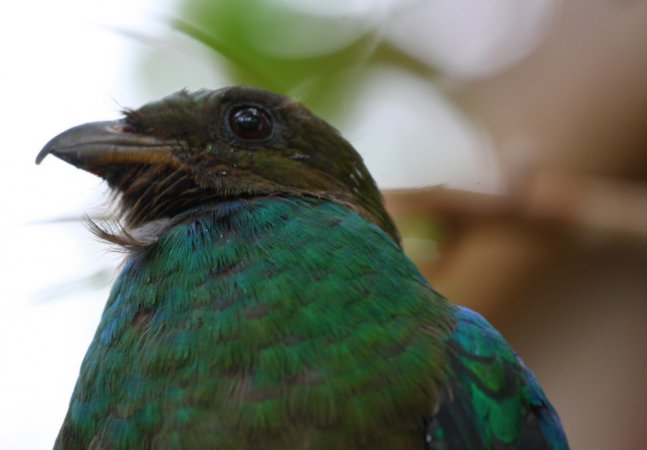 Photo (6): Golden-headed Quetzal