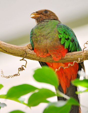 Photo (2): Golden-headed Quetzal