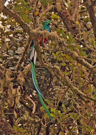 Photo (4): Resplendent Quetzal