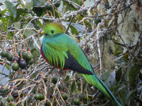 Photo (16): Resplendent Quetzal