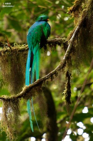Photo (12): Resplendent Quetzal