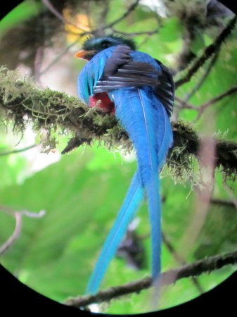 Photo (22): Resplendent Quetzal