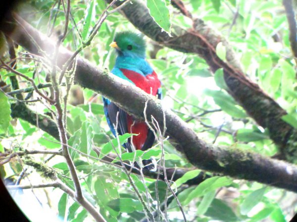 Photo (10): Resplendent Quetzal