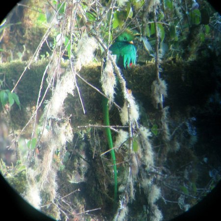 Photo (17): Resplendent Quetzal