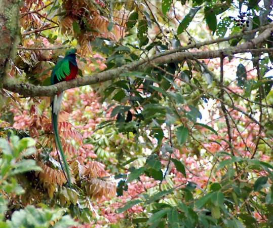 Photo (19): Resplendent Quetzal