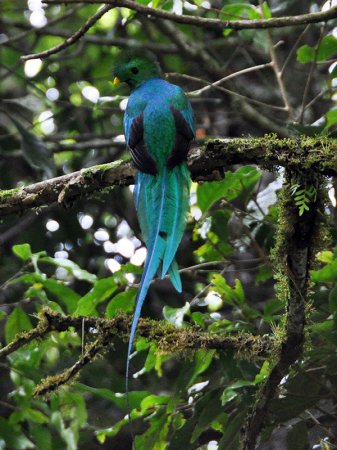 Photo (20): Resplendent Quetzal