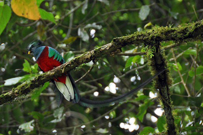 Photo (15): Resplendent Quetzal