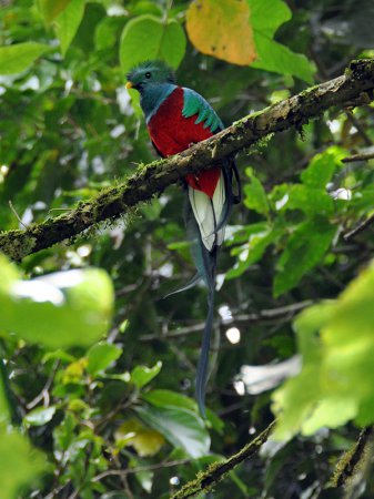 Photo (13): Resplendent Quetzal