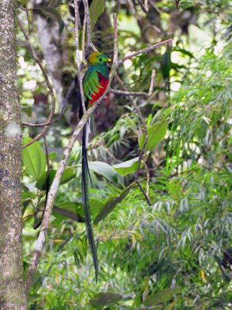 Photo (21): Resplendent Quetzal