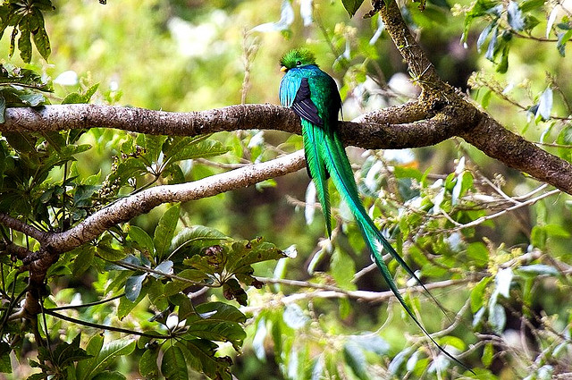 Photo (11): Resplendent Quetzal
