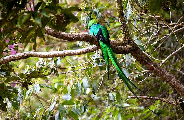 Photo (18): Resplendent Quetzal