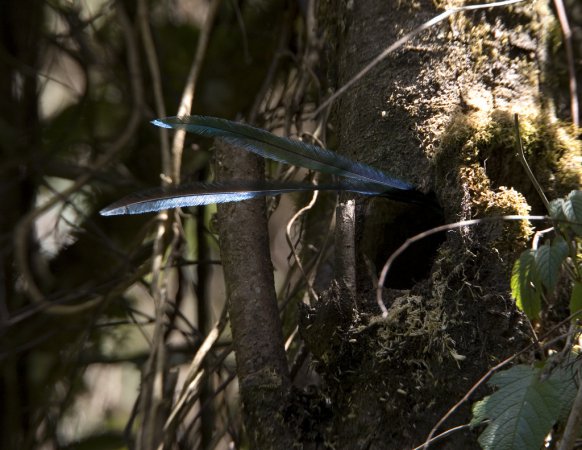 Photo (7): Resplendent Quetzal