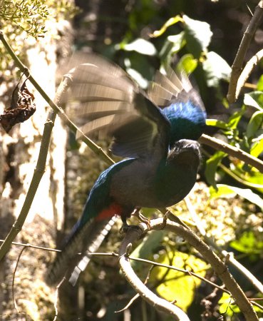 Photo (9): Resplendent Quetzal