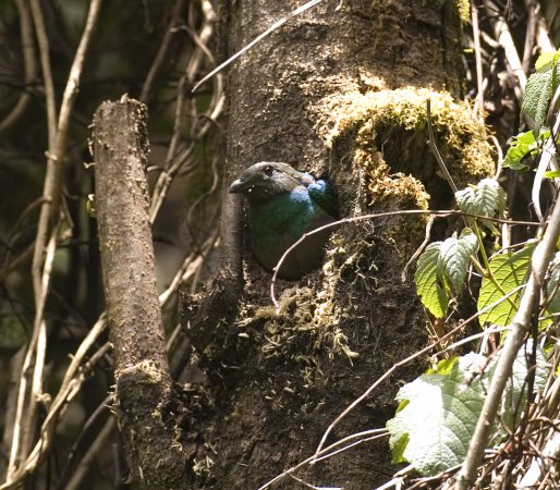 Photo (6): Resplendent Quetzal