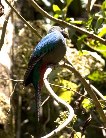 Photo (5): Resplendent Quetzal