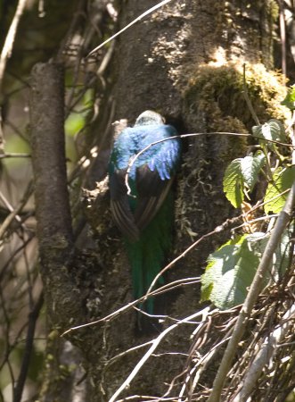 Photo (8): Resplendent Quetzal