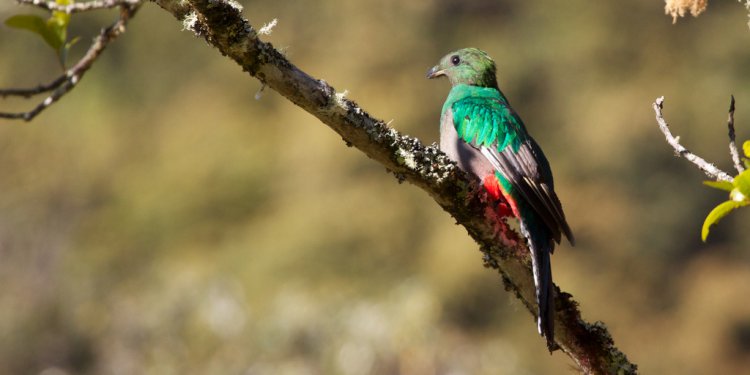Photo (14): Resplendent Quetzal