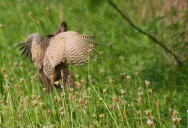 Photo (19): Ring-necked Pheasant