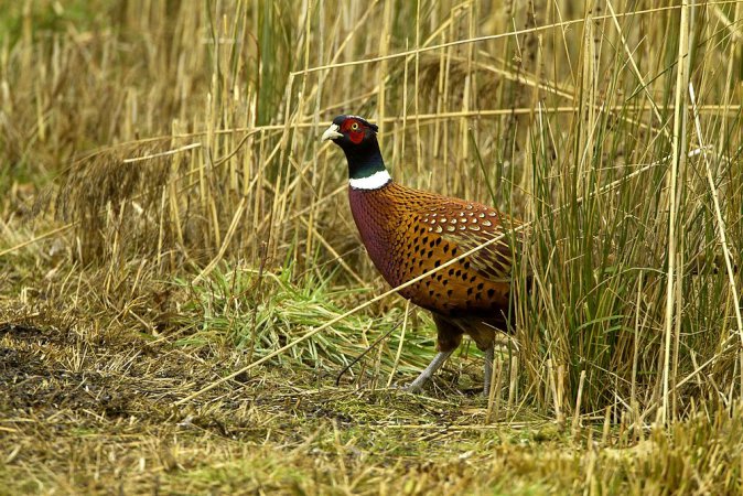 Photo (18): Ring-necked Pheasant