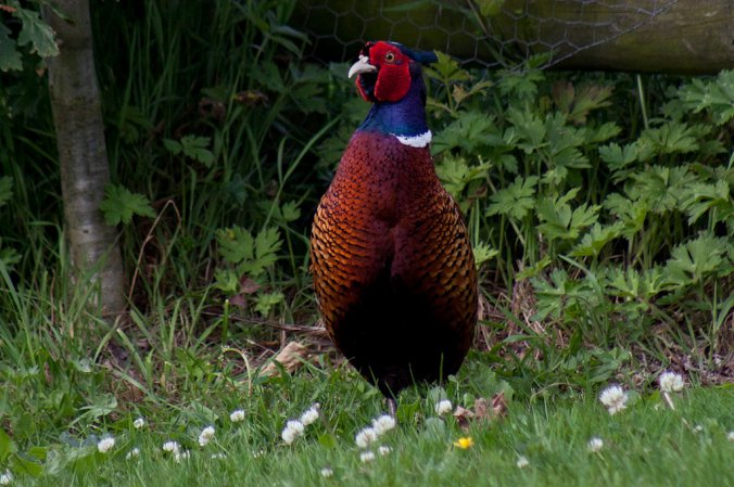 Photo (15): Ring-necked Pheasant