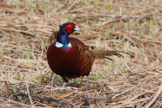 Photo (14): Ring-necked Pheasant