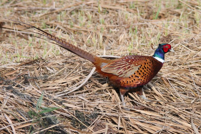 Photo (16): Ring-necked Pheasant